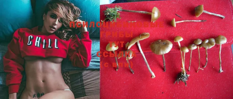 Псилоцибиновые грибы Psilocybe  Коломна 